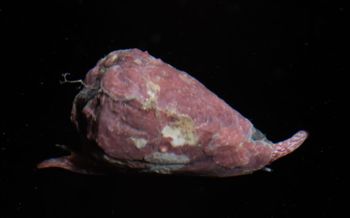 Media type: image;   Malacology 399109 Description: live specimen;